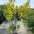 ccgs 1.5-1.75 m buy online UK.