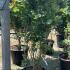 Cotinus Coggygria Old Fashioned Smoke Bush 1.75-2 m buy online UK.