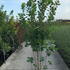 ccst 1.75-2 m buy online UK.