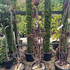 cotinus 1.25-1.5 m buy online UK.