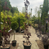 cotinus 1.75-2 m buy online UK.