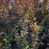 cotinus 1-1.25 m buy online UK.