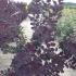 cotinus 1.5-1.75 m buy online UK.