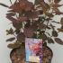 Cotinus Coggygria Royal Purple 20-30 cm buy online UK.