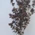 cotinus 1.75-2 m buy online UK.