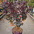cotinus 50-60 cm buy online UK.