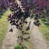 cotinus 80-100 cm buy online UK.