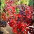Cotinus Coggygria Royal Purple Shrub, London, UK. Buy our shrubs in London at our garden centre and online.