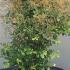 Cotinus Coggygria Young Lady 80-100 m buy online UK.