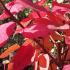 Cotinus Grace in autumn - decorative foliage, UK