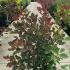 Cotinus Grace Smoke Bush 1.5-1.75 m buy online UK.