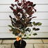 coti 40-60 cm buy online UK.
