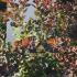Cotinus Grace Smoke Bush 1.75-2 m buy online UK.