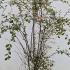 Cotoneaster Franchetii or Franchets Cotoneaster 1.25-1.5 m buy online UK.