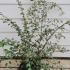 Cotoneaster Franchetii or Franchets Cotoneaster 40-60 cm buy online UK.