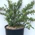 Cotoneaster Franchetii or Franchets Cotoneaster 80-100 cm buy online UK.
