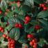 Cotoneaster Franchetii or Franchets Cotoneaster red berries adored by birds. Buy online UK