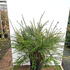 coh 60-80 cm buy online UK.