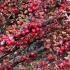 Cotoneaster Horizontalis showing lateral growth, perfect for covering banks and low maintenance areas.