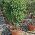 cllc 80-100 cm buy online UK.