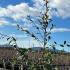 Cotoneaster Lacteus or Late Cotoneaster 60-80 cm buy online UK.
