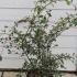 Cotoneaster Lacteus or Late Cotoneaster 80-100 cm buy online UK.