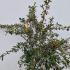 Cotoneaster Lacteus or Late Cotoneaster 1.25-1.5 m buy online UK.