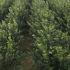 Cotoneaster Lucidus 60-80 cm buy online UK.