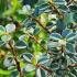 Cotoneaster Microphyllus Cochleatus