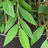 Cotoneaster Salicifoli Willeke or Willow-leaved Cotoneaster 