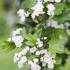 Crataegus Laevigata Plena Hawthorn, a very showy hybrid covered with double white flowers in May. For sale as mature full standard trees on 2 Metre clear stems