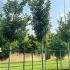 Crataegus Lavallei Carrierei - Cockspur Thorn 3-3.5 m buy online UK.