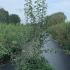 Crataegus Monogyna - Common Hawthorn 2-2.5 m buy online UK.
