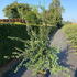 cmch 1.75-2 m buy online UK.