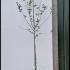 Crataegus Monogyna - Common Hawthorn 3-3.5 m buy online UK.