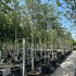 cmch 3.75-4.25 m buy online UK.