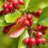 Crataegus Persimilis or Hawthorn Tree, quality trees for sale online UK delivery.