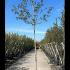 Crataegus Persimilis Splendens Hawthorn 3-3.5 m buy online UK.