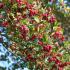Crataegus Persimilis Prunifolia Splendens Hawthorn, a showy hawthorn cultivar showing its abundance of red berries