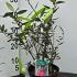 Crinodendron Hookerianum Chilean Lantern 40-50 cm buy online UK.