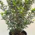 ch 60-80 cm buy online UK.