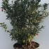 Crinodendron Hookerianum Chilean Lantern 50-60 cm buy online UK.