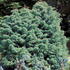 Cryptomeria Japonica Elegans evergreen conifer with winter foliage colour. Buy online UK
