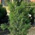 Cryptomeria Japonica Elegans Viridis Japanese Cedar  60-70 cm buy online UK.
