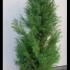 Cryptomeria Japonica Elegans Viridis Japanese Cedar 80-100 cm buy online UK.