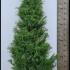 Cryptomeria Japonica Elegans Viridis Japanese Cedar 1.25-1.5 m buy online UK.