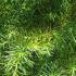 Cryptomeria Japonica Elegans Viridis is also known as Japanese Cedar - lovely evergreen feathery foliage, for sale online with UK delivery