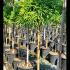 Cryptomeria Japonica Japanese Cedar 1.1-1.3 m buy online UK.