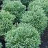 Cryptomeria Japonica Japanese Cedar 30-40 cm buy online UK.