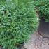Cryptomeria Japonica Japanese Cedar 40-50 cm buy online UK.